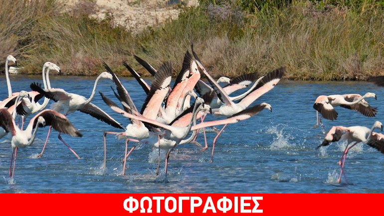 Φλαμίνγκο στη Λευκάδα! Φλαμίνγκο στη Λευκάδα!