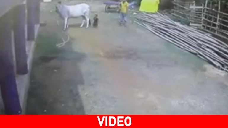 Όταν πειράζεις την… αγελάδα!