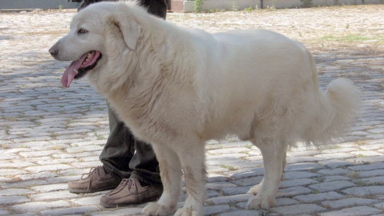 Κρέστενα: Πυροβόλησε τσοπανόσκυλο και εξαφανίστηκε