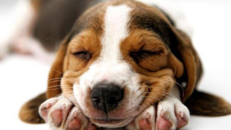 Για ποιο λόγο ο σκύλος είναι ο καλύτερος φίλος του ανθρώπου;