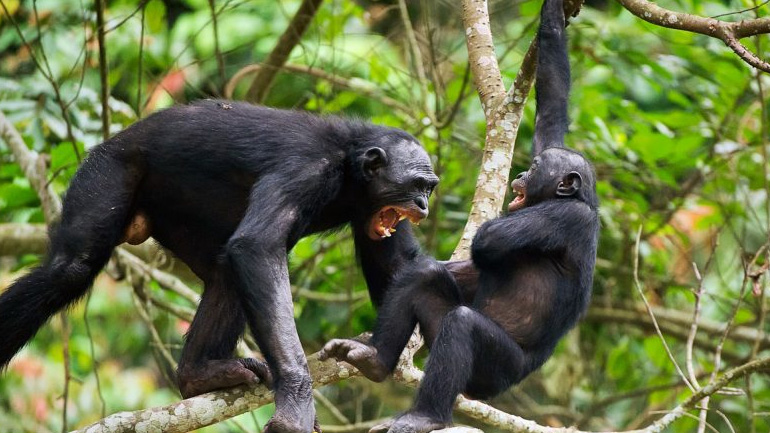 Έρευνα: Τα πιο άγρια ένστικτα του ανθρώπου αποδίδονται στους… πιθήκους