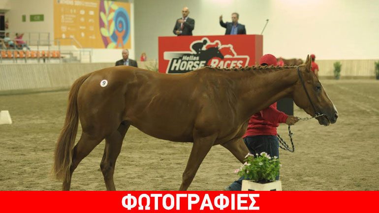 Μεγάλη επιτυχία και στη δεύτερη δημοπρασία καθαρόαιμων ίππων στο Μαρκόπουλο