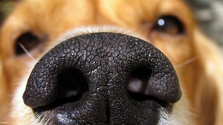 Μελέτη: Οι σκύλοι μυρίζουν τον καρκίνο, όμως δεν κάνουν θαύματα…