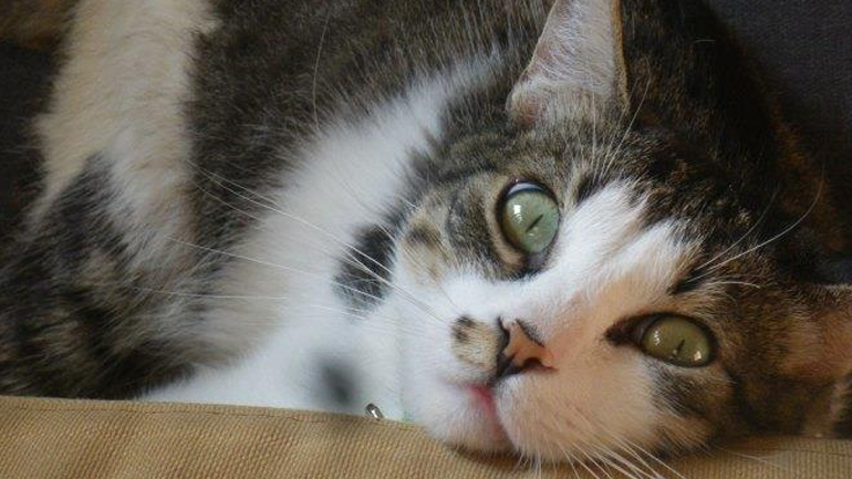 Θεσσαλονίκη: Επιδημία έχει εξολοθρεύσει αδέσποτες γάτες