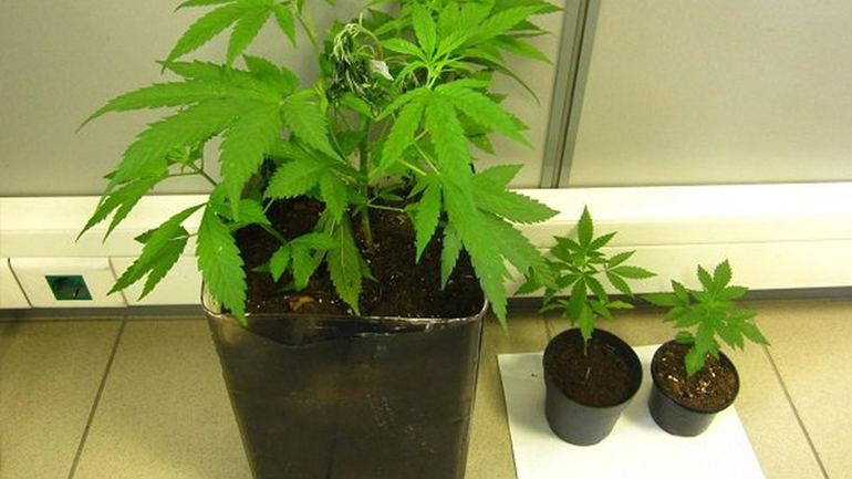 Αίγιο: Καλλιεργούσε χασίς σε πλαστικές γλάστρες