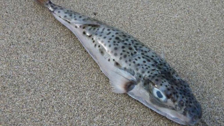 Κρήτη: Κραυγή απόγνωσης των αλιέων για τους λαγοκέφαλους