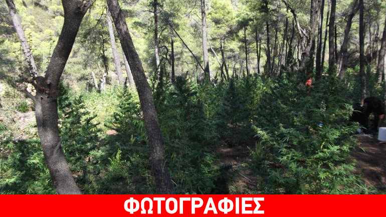 Εξαρθρώθηκε πολυμελής σπείρα διακίνησης μεγάλων ποσοτήτων κάνναβης