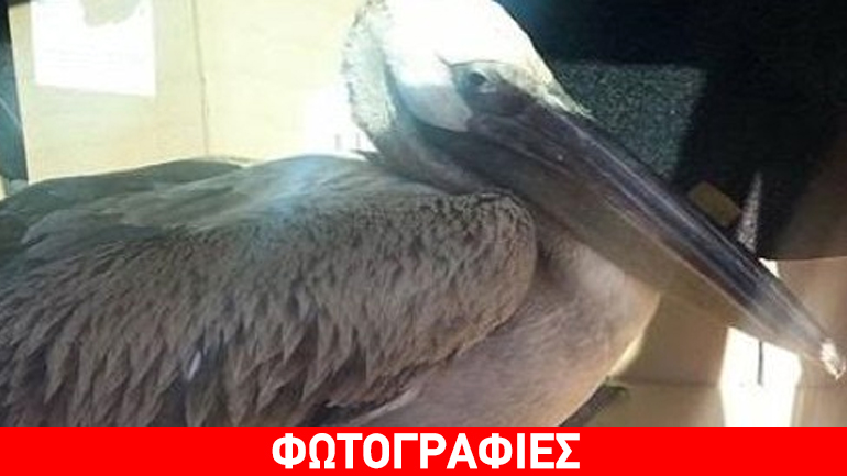 Εξαντλημένος ροδοπελεκάνος βρήκε καταφύγιο στην Ιεράπετρα