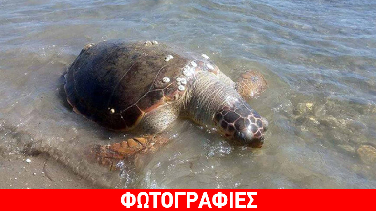 Άργος: Θαλάσσια χελώνα εκβράστηκε νεκρή