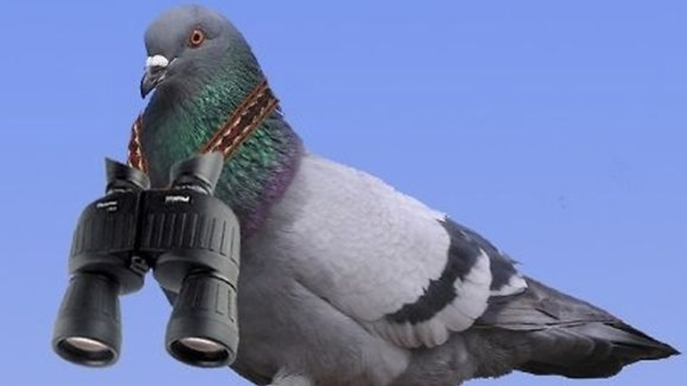 Ινδία: Συνελήφθη… περιστέρι που μετέφερε μήνυμα προς τον πρωθυπουργό