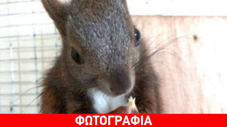 Το σκιουράκι που έγινε viral στη Χαλκιδική