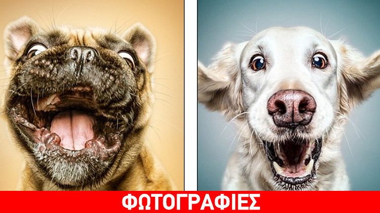 Τα πιο… ευτυχισμένα σκυλιά σε καρέ!