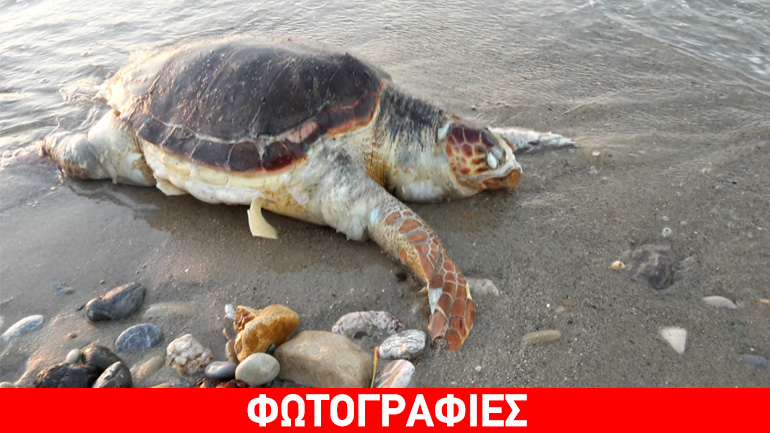 Νεκρή χελώνα Καρέτα Καρέτα στην Κω