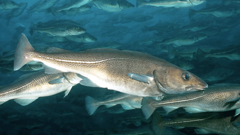 Ακόμη και οι μπακαλιάροι «μιλάνε» με τοπικές διαλέκτους!