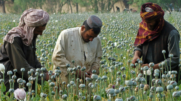 Σε επίπεδα ρεκόρ επέστρεψε η παραγωγή οπίου στο Αφγανιστάν