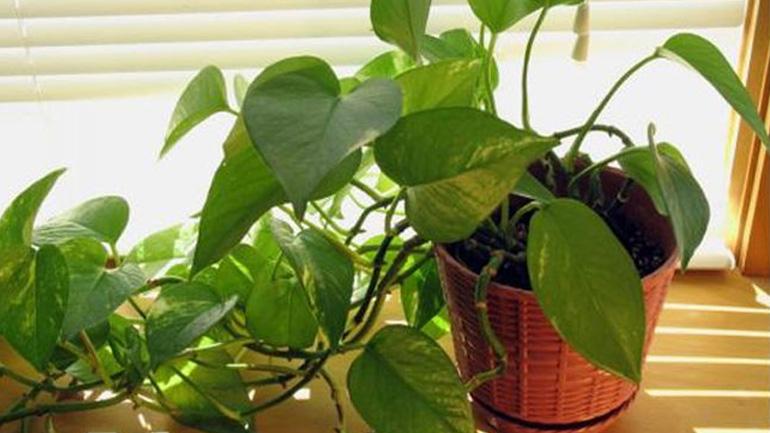 Βάλτε ιονιστές στη γλάστρα σας για καθαρή ατμόσφαιρα και λαμπερό δέρμα