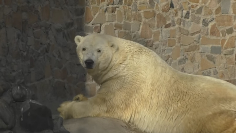 Πέθανε ο Μένσικοφ, ο πολικός αρκούδος του ζωολογικού κήπου της Αγίας Πετρούπολης