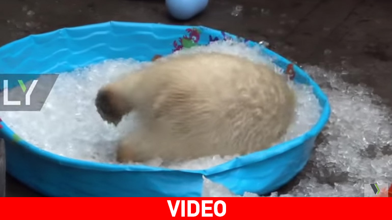 Πολικό αρκουδάκι απολαμβάνει το… μπάνιο του σε πισίνα με παγάκια!