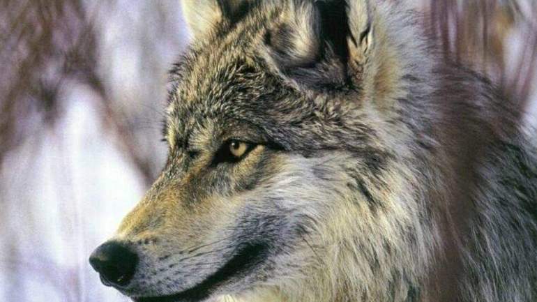 Φλώρινα: Τρεις λύκοι νεκροί στο καταφύγιο του ”Αρκτούρου”