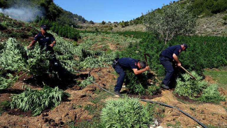 Αλβανία: Οι αλβανικές και οι ιταλικές αρχές δήλωσαν ότι κατέστρεψαν το 99.8% των φυτειών κάνναβης
