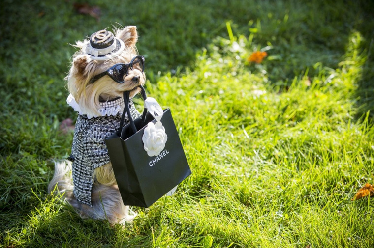 Η σκυλίτσα Lola Sunshine φορά Chanel 