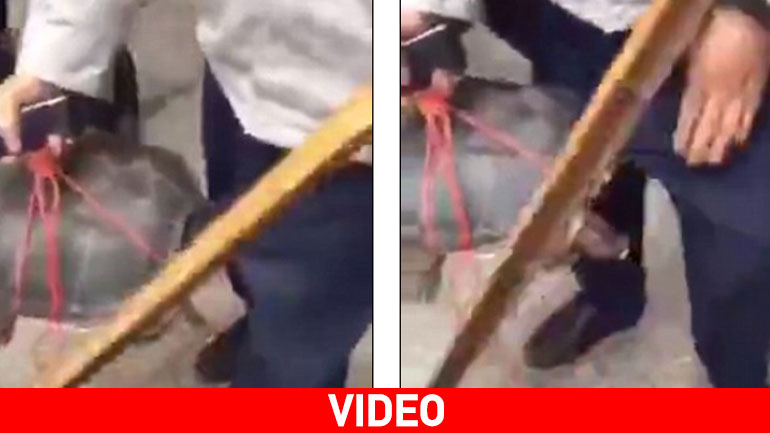 Η χελώνα τον δάγκωσε στο πιο ακατάλληλο σημείο…