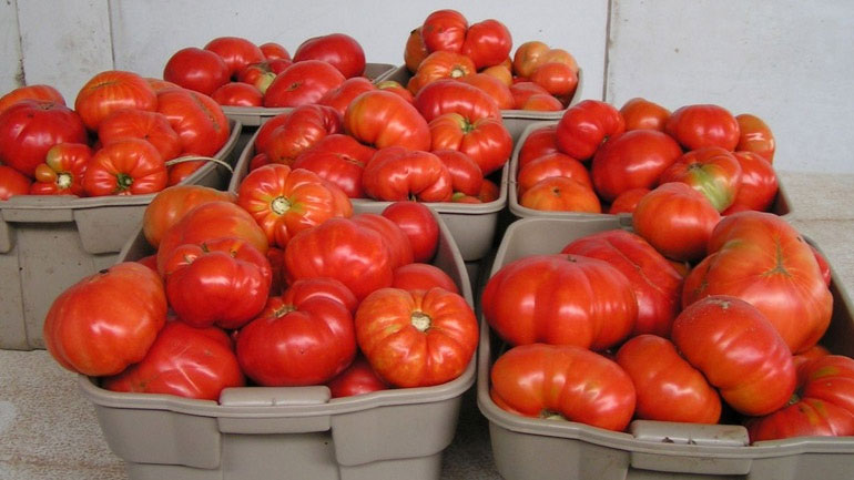 Νέα δέσμευση 20 τόνων ντομάτας Πολωνίας χωρίς σήμανση