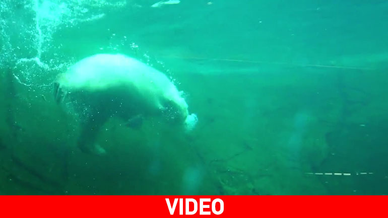 Αξιολάτρευτη πολική αρκούδα εγκαινιάζει το νέο της σπίτι από πάγο στο Όρεγκον