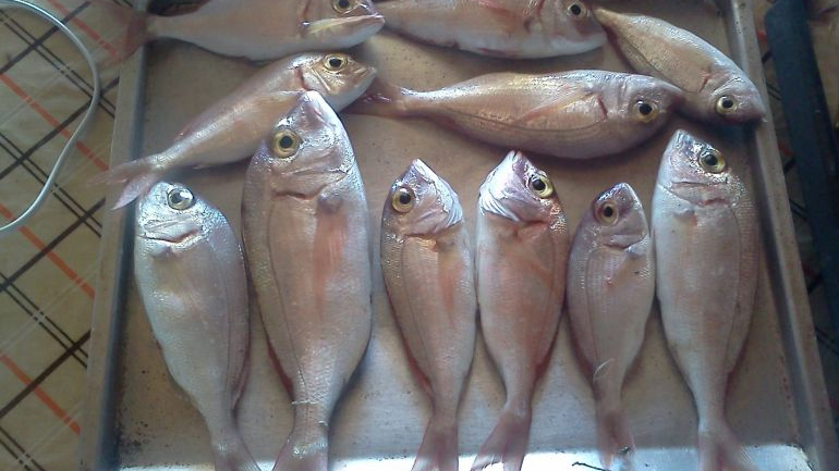 Η… κακή ψαριά έφερε χειροπέδες