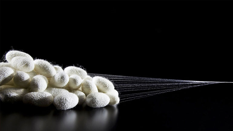 Μεταξοσκώληκες τρέφονται με γραφένιο και παράγουν πιο δυνατές ίνες