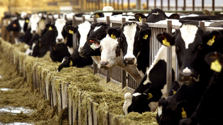 Απαγόρευση εισαγωγής φορτίου 3 τόνων ζωοτροφών στο τελωνείο του Πειραιά