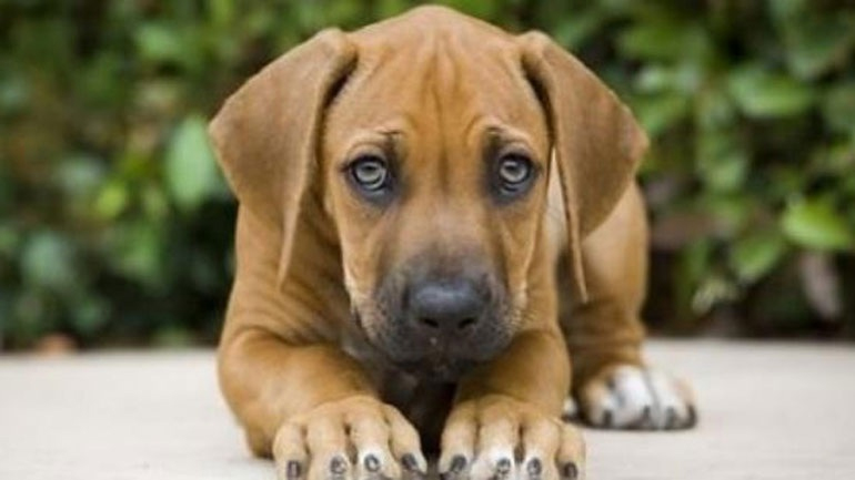 Ρόδος:  Έξι μήνες φυλακή σε 65χρονο για κακοποίηση ζώου