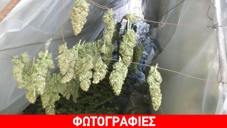 Δάσος… κάνναβης στο Ρέθυμνο – Τρεις συλλήψεις