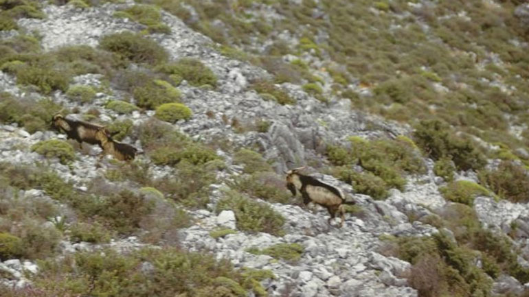 SOS για τη νησίδα Γιούρα εκπέμπει ο Δήμος Αλοννήσου
