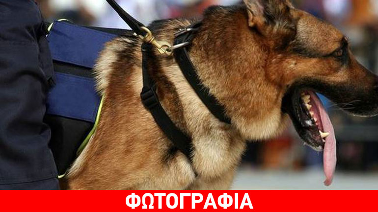 Σκύλος «μυρίστηκε» γυναίκα έμπορο ναρκωτικών στη Θεσσαλονίκη