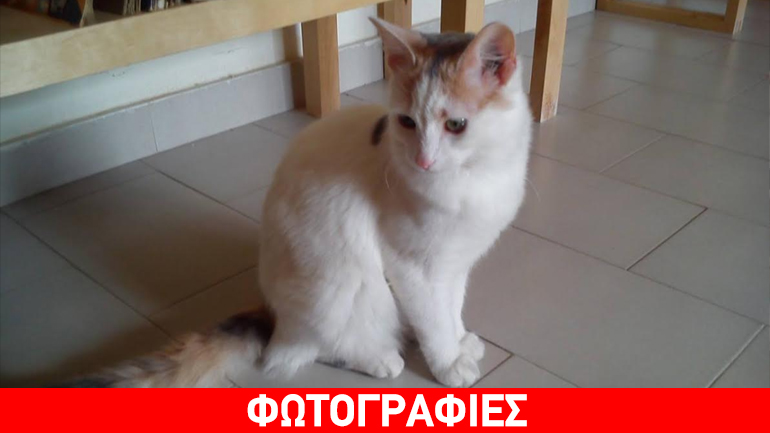 Χάθηκε γατούλα στα Βριλήσσια – Μήπως την είδατε;