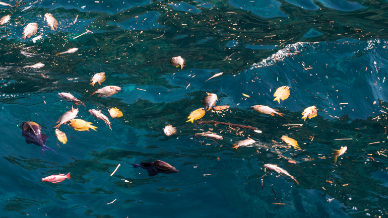 Ηράκλειο: Έριξε δυναμίτη για να ψαρέψει – Τον έπιασαν επ’αυτοφώρω