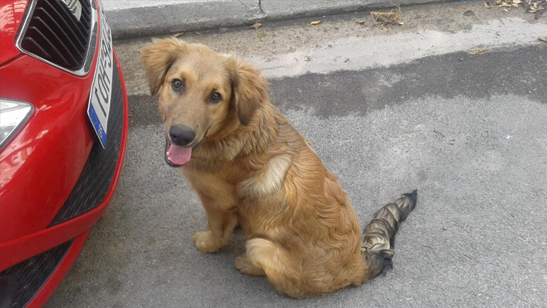 Βρέθηκε στην Παλλήνη – Μήπως τον έχετε χάσει;