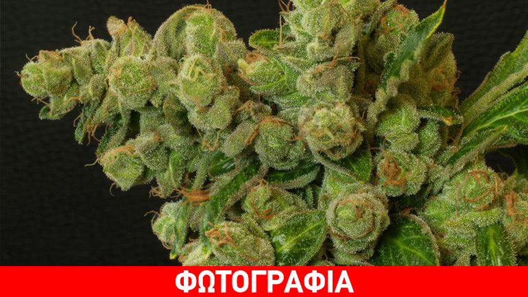 Συλλήψεις για καλλιέργεια κάνναβης στην Καλαμάτα