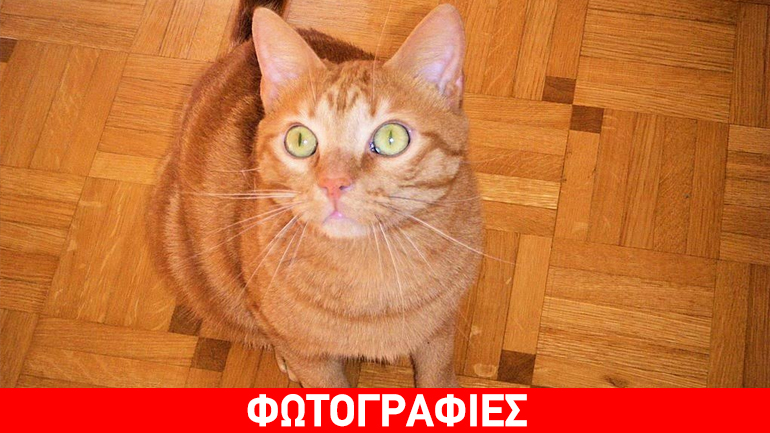 Carotone, ένας υπέροχος καροτί γάτος ψάχνει σπίτι!