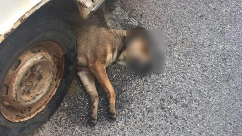 Νεκρά σκυλιά από φόλες στους Γαργαλιάνους Μεσσηνίας