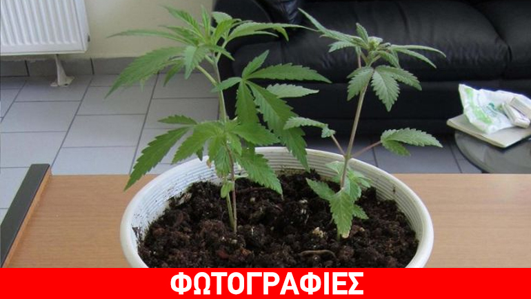 Λαμία: Είχε χασισόδεντρα στον κήπο του…