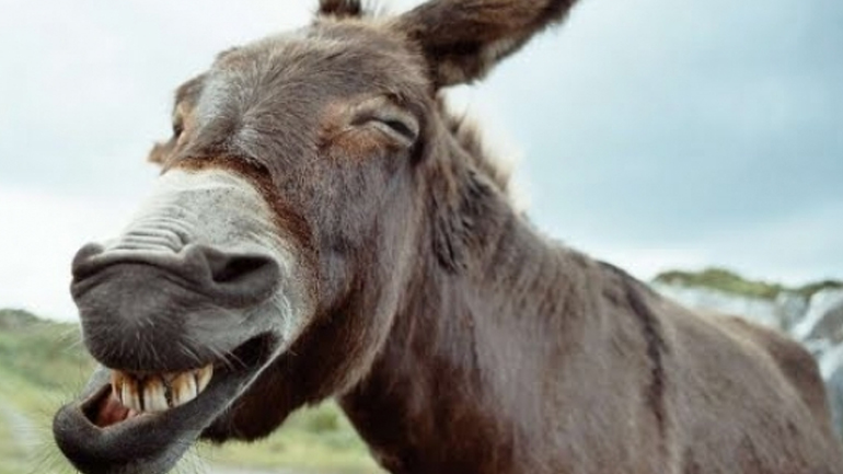 Κρήτη: Πεταλωτής και… οδοντίατρος για γαϊδουράκια, μουλάρια και άλογα