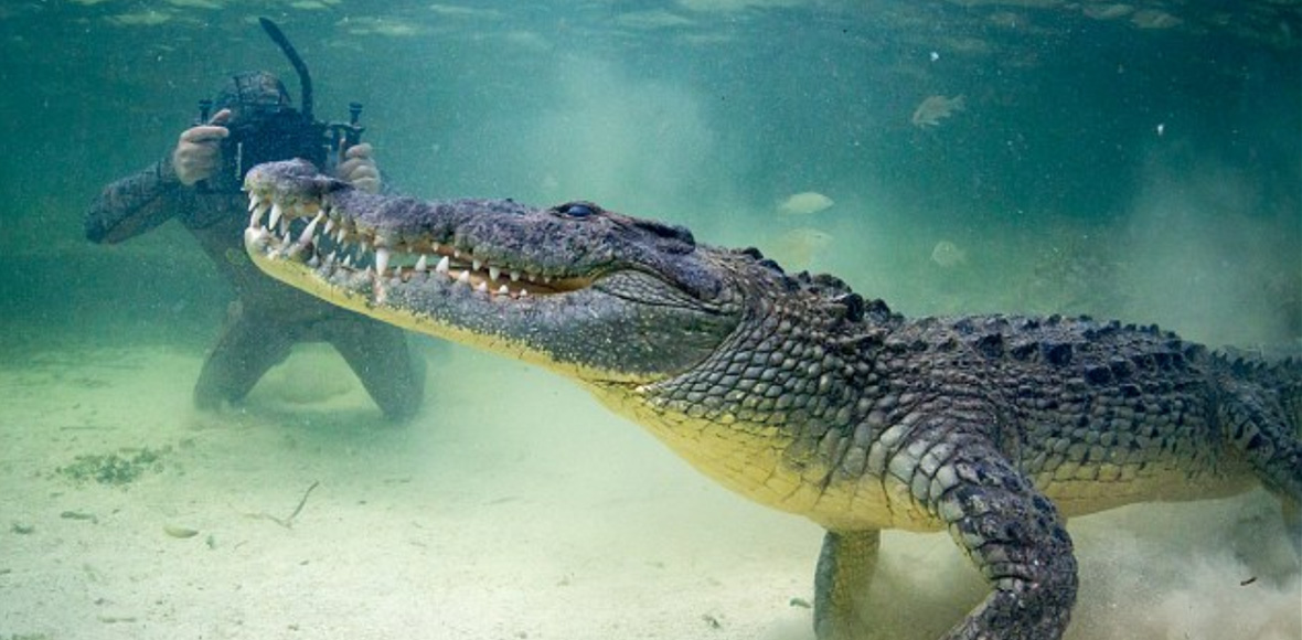 Κολυμπώντας με… κροκόδειλους