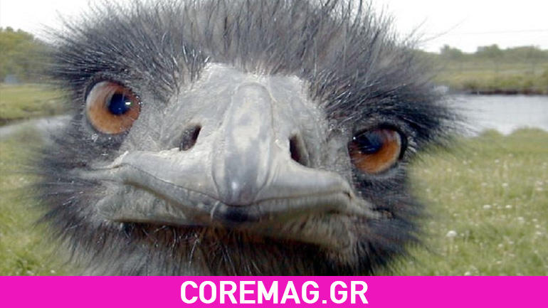 Εμού επιτίθεται σε ποδηλάτη