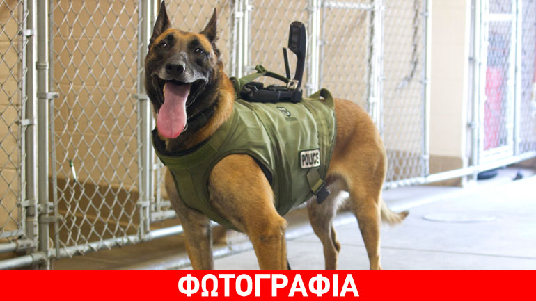 Το λαγωνικό K-9 μύρισε τα ναρκωτικά σε κρύπτη Mercedes