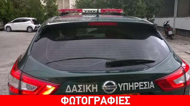 Διέσωσαν τραυματισμένο ζαρκάδι στην Ξάνθη – Μεταφέρθηκε για περίθαλψη στο ΑΠΘ