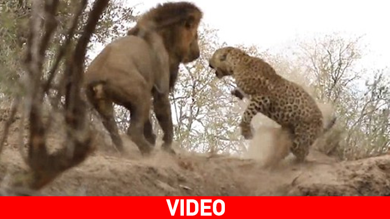 Ποιο είναι το… γατάκι;