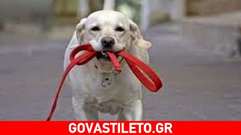 Θα κλάψετε: Πασίγνωστη Ελληνίδα τραγουδίστρια έβγαλε βόλτα το… λουρί χωρίς τον σκύλο!