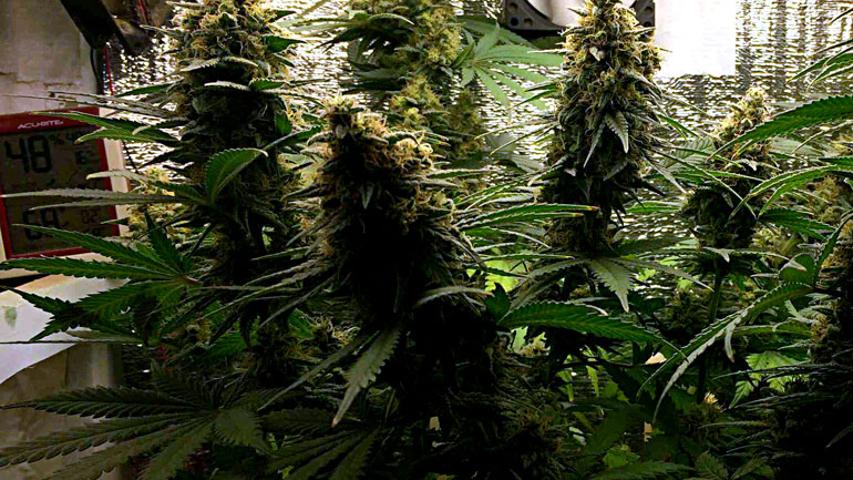 Κατερίνη: Καλλιεργούσε δενδρύλλια κάνναβης στο σπίτι του